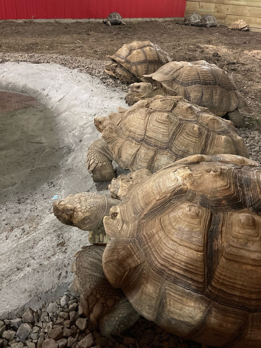 Wikels Sulcata Farm | 4583 N 435 Rd, Pryor, OK 74361, USA | Phone: (918) 290-0596