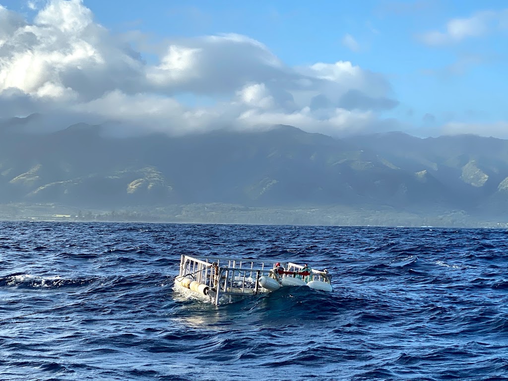 North Shore Shark Adventures | Boat Harbor, 66-105 Haleiwa Rd, Haleiwa, HI 96712, USA | Phone: (808) 228-5900