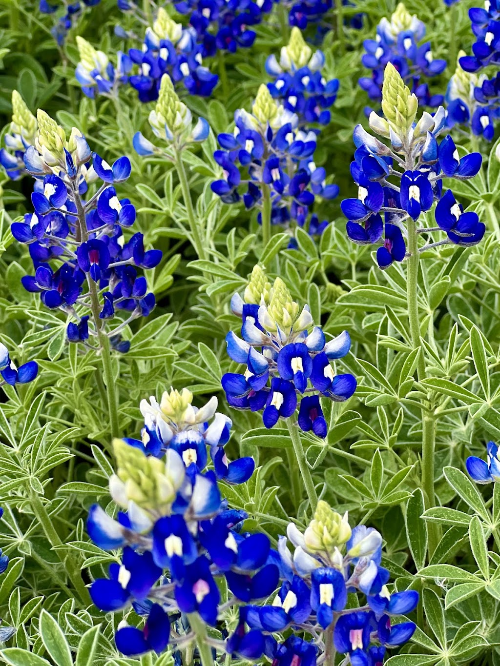 Village Park | 907 Saddle Brook Dr #901, Highland Village, TX 75077, USA | Phone: (972) 317-4730