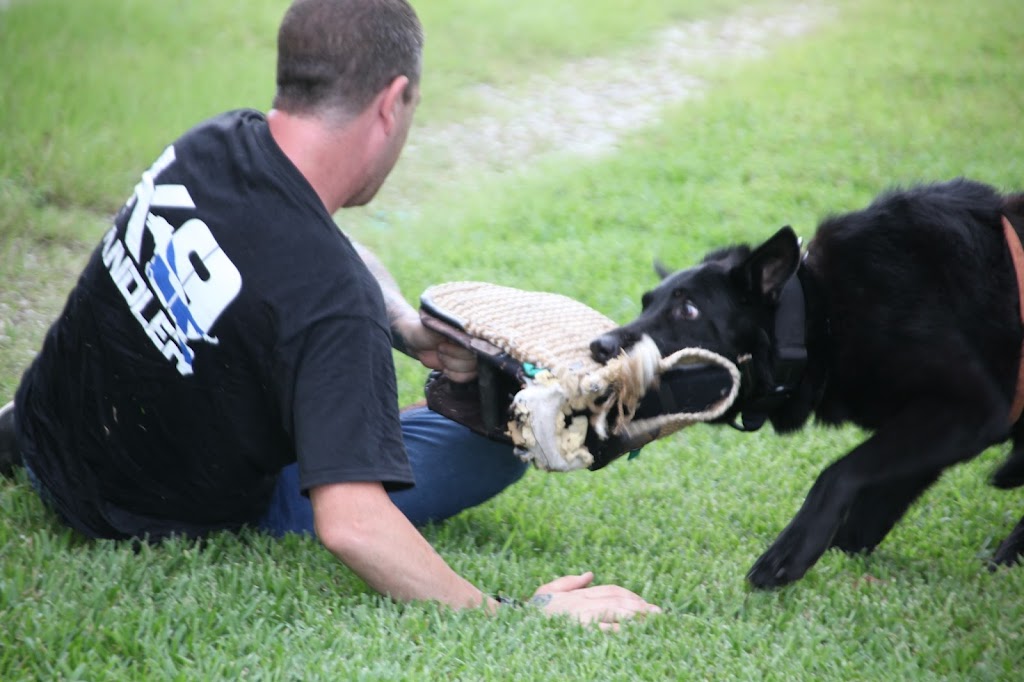 Das Fellrakete Kennels German shepherd breeder | 2800 Watkins Rd, Haines City, FL 33844, USA | Phone: (407) 579-9481