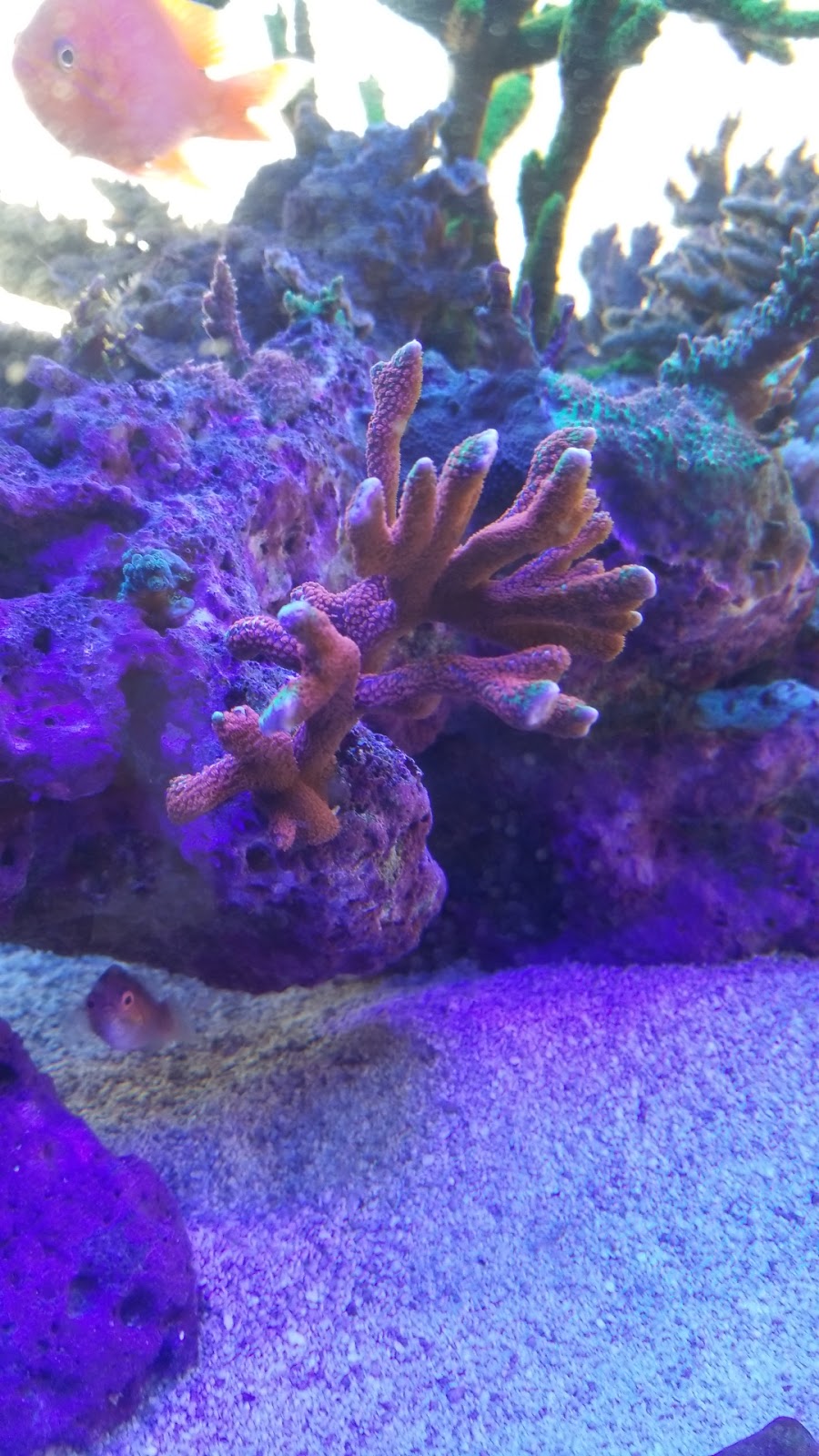 Advanced Marine Aquatics | 1083 Willis Ave #1335, Albertson, NY 11507, USA | Phone: (516) 801-4161