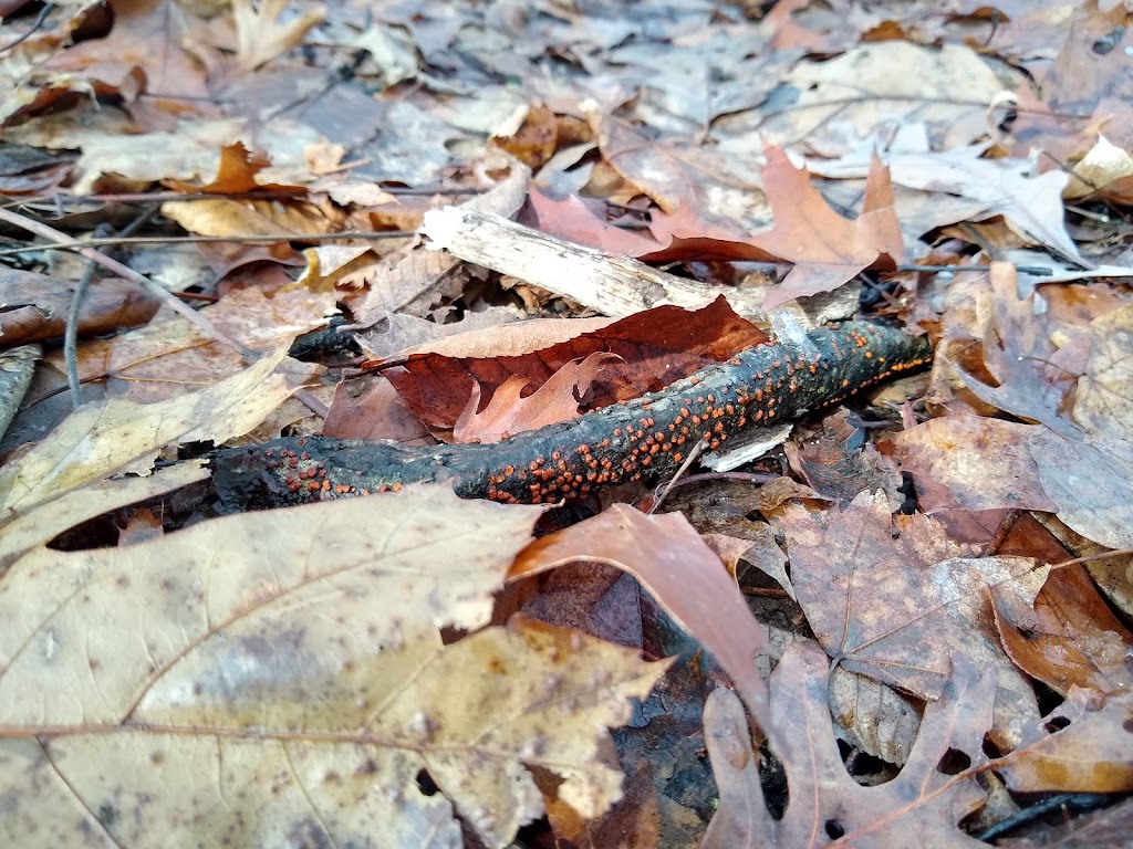 Fox Fire Woods Nature Preserve - Acres Land Trust | 17868 Hull Rd, Leo, IN 46765, USA | Phone: (260) 637-2273