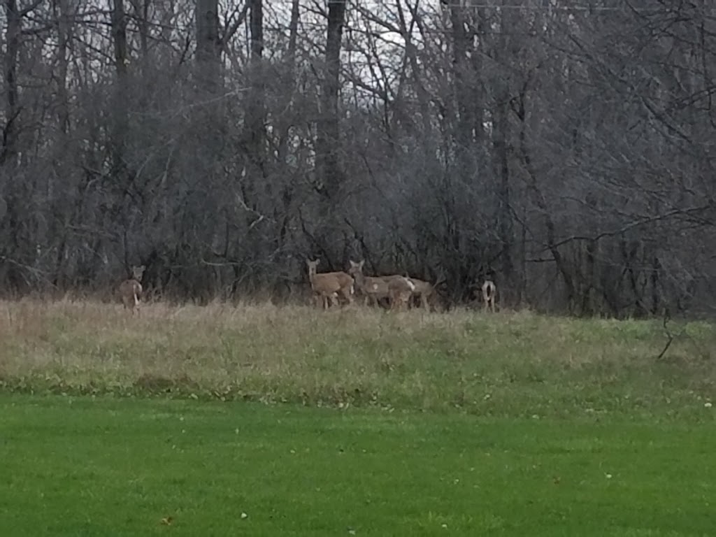 Lorain County Metro Parks High Meadows Shelter #1 | 1750 Ford Rd, Elyria, OH 44035, USA | Phone: (440) 324-5481