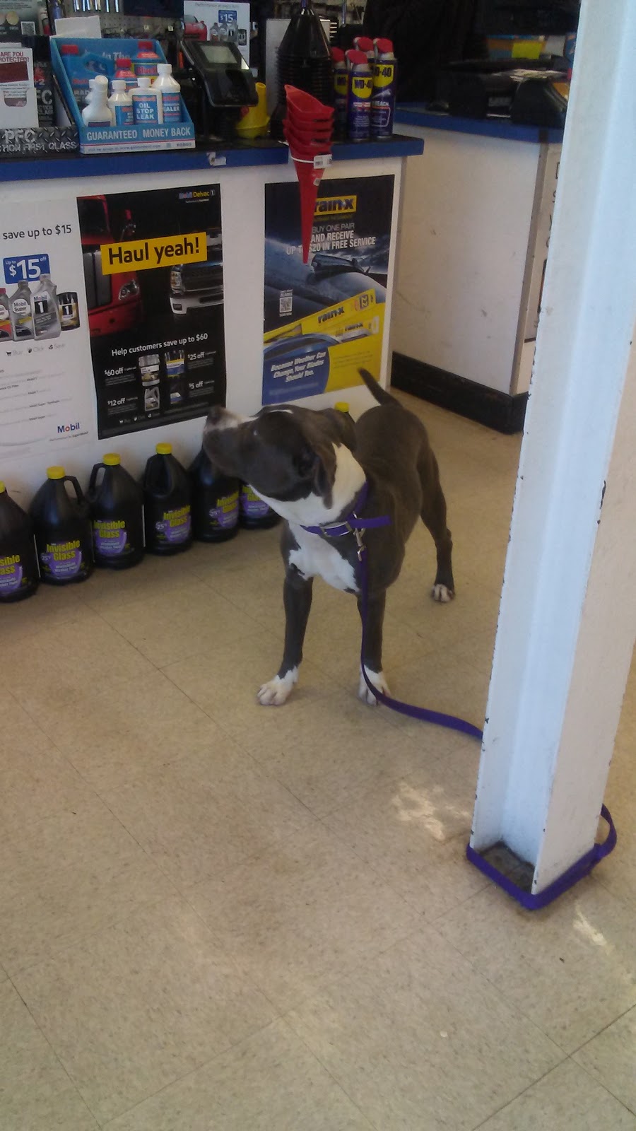 Salvo Auto Parts | 14 Back River Neck Rd, Essex, MD 21221, USA | Phone: (410) 686-8200