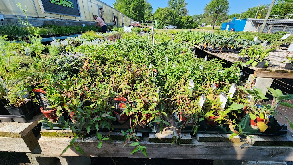 Valozes Greenhouse | 5 Grove Ln, Cohoes, NY 12047, USA | Phone: (518) 785-4343