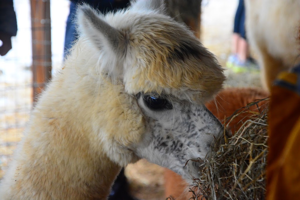 Fox Wire Farm Alpacas | 300 Turners Neck Rd, Toano, VA 23168, USA | Phone: (757) 707-5052