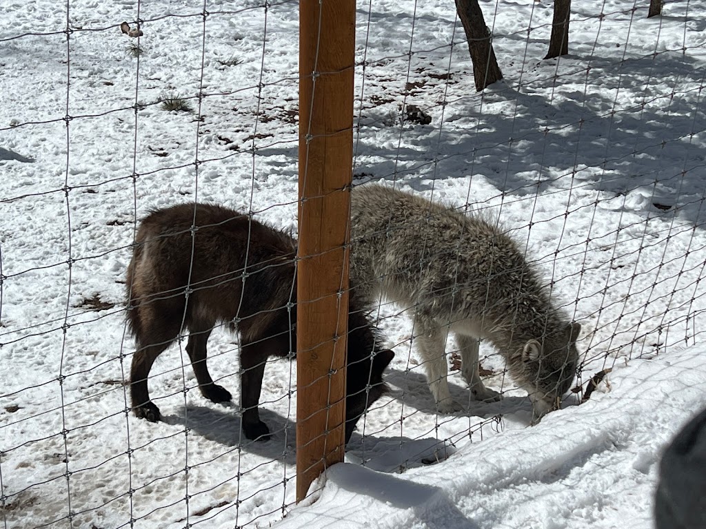 Colorado Wolf and Wildlife Center | 4729 Twin Rocks Rd, Divide, CO 80814, USA | Phone: (719) 687-9742