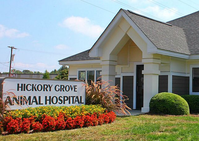 Hickory Grove Animal Hospital | 5450 N Sharon Amity Rd, Charlotte, NC 28215 | Phone: (704) 563-5858