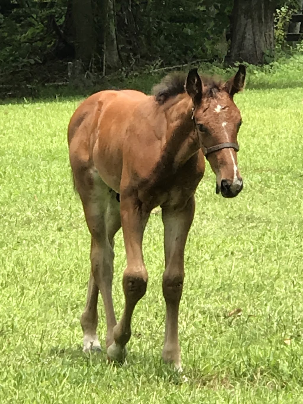 Mandarin Equine Veterinary | 3230 Loretto Rd, Jacksonville, FL 32223, USA | Phone: (904) 292-4744