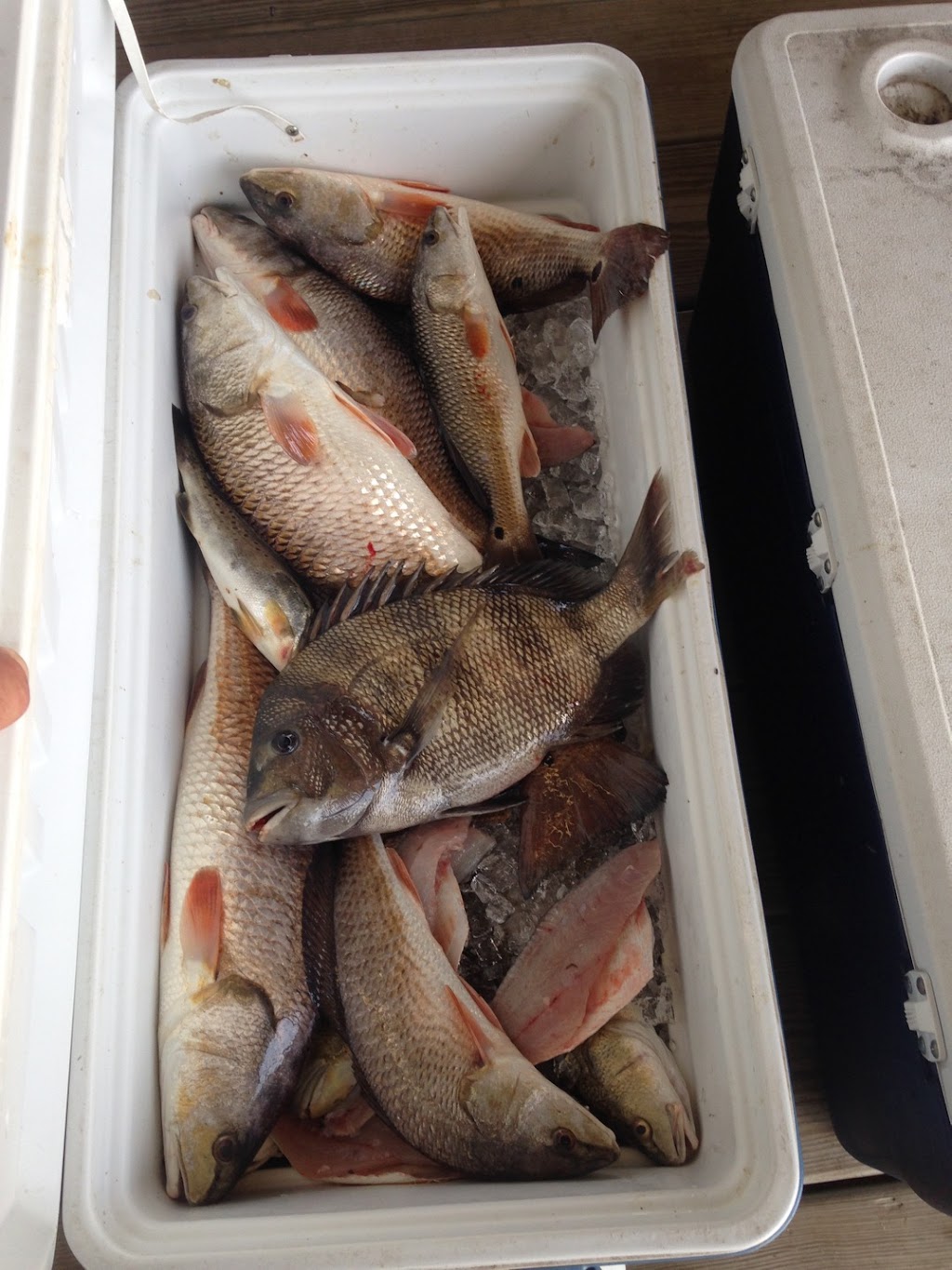 Bayou Country Charters, LLC | 4967 Fran Ln, Barataria, LA 70036, USA | Phone: (504) 881-6016