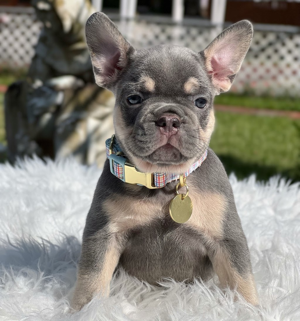 Puppy Love Florida | 773 NW 170th Terrace, Pembroke Pines, FL 33028, USA | Phone: (954) 706-1152