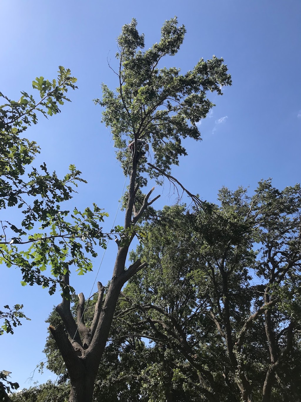 Rivera’s tree service | 102 Ridgeway Cir, Lewisville, TX 75067, USA | Phone: (214) 682-8534