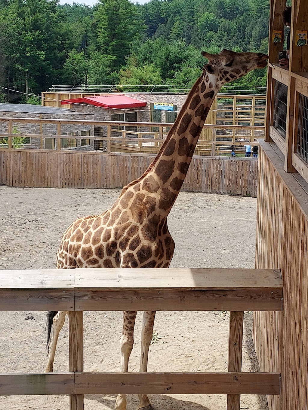 Animal Adventure Park | 85 Martin Hill Rd, Harpursville, NY 13787, USA | Phone: (607) 760-4429