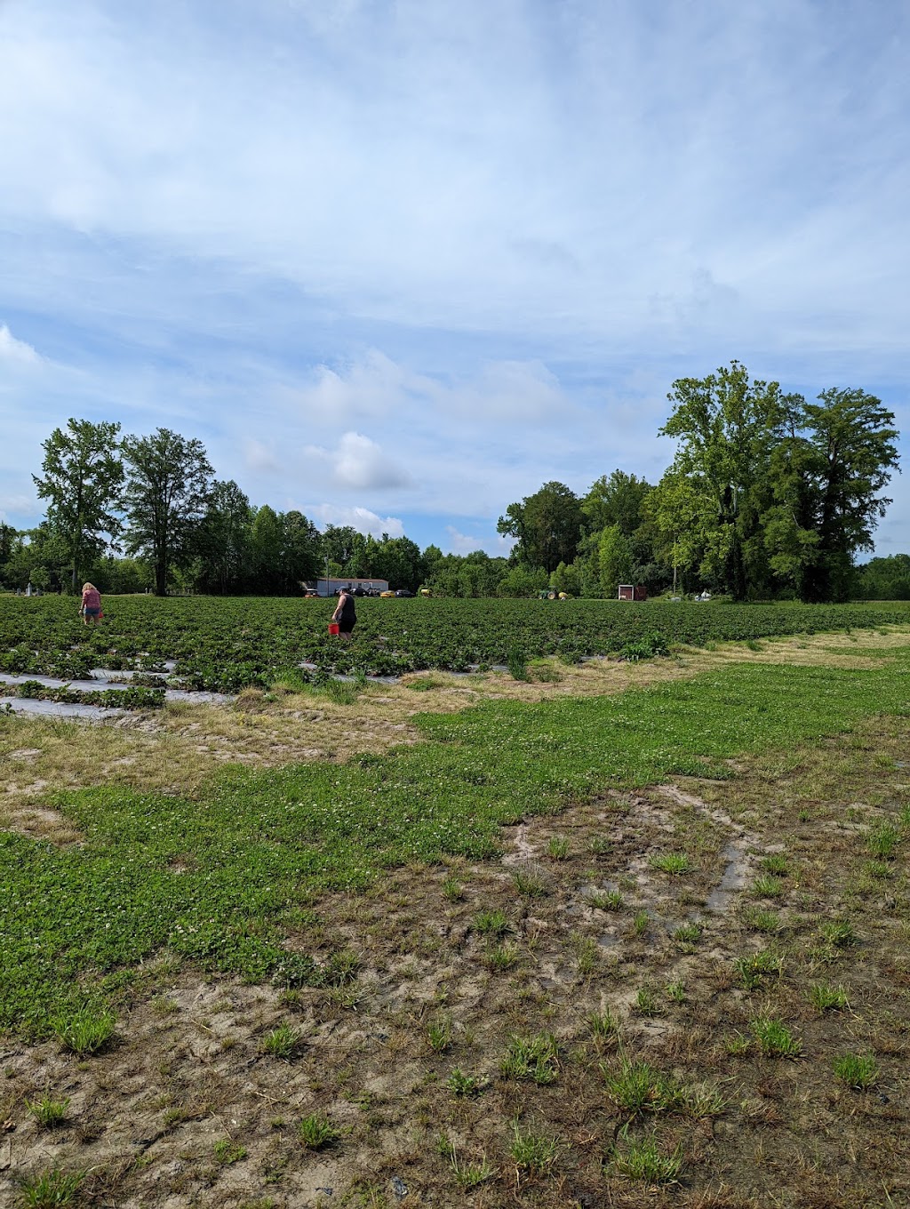 Williams Strawberry Farm | 1381 N Carolina Hwy 343 S, South Mills, NC 27976, USA | Phone: (252) 771-2647