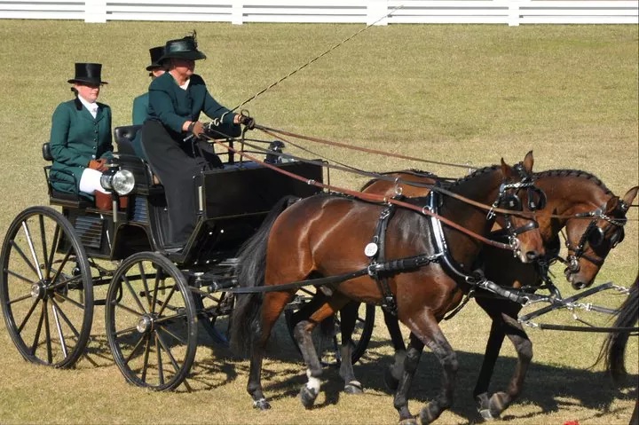 Cedar Springs Equine Veterinary Services | 25311 SE 394th St, Enumclaw, WA 98022, USA | Phone: (253) 905-4006