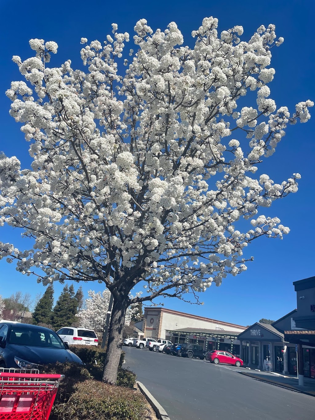 Vintage Hills Shopping Center | 3500 Bernal Ave, Pleasanton, CA 94566, USA | Phone: (925) 484-1214