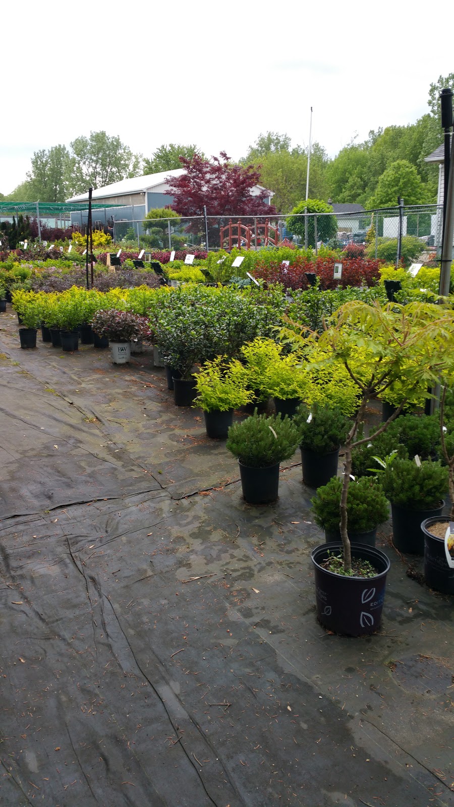 BLUE STAR NURSERY LTD. | 5056 Malden Rd, Windsor, ON N9E 3T9, Canada | Phone: (519) 966-5673