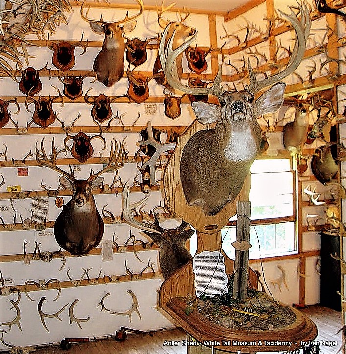 Taxidermy Museum | 8558 Hebdon Rd, West Valley, NY 14171 | Phone: (716) 699-4427