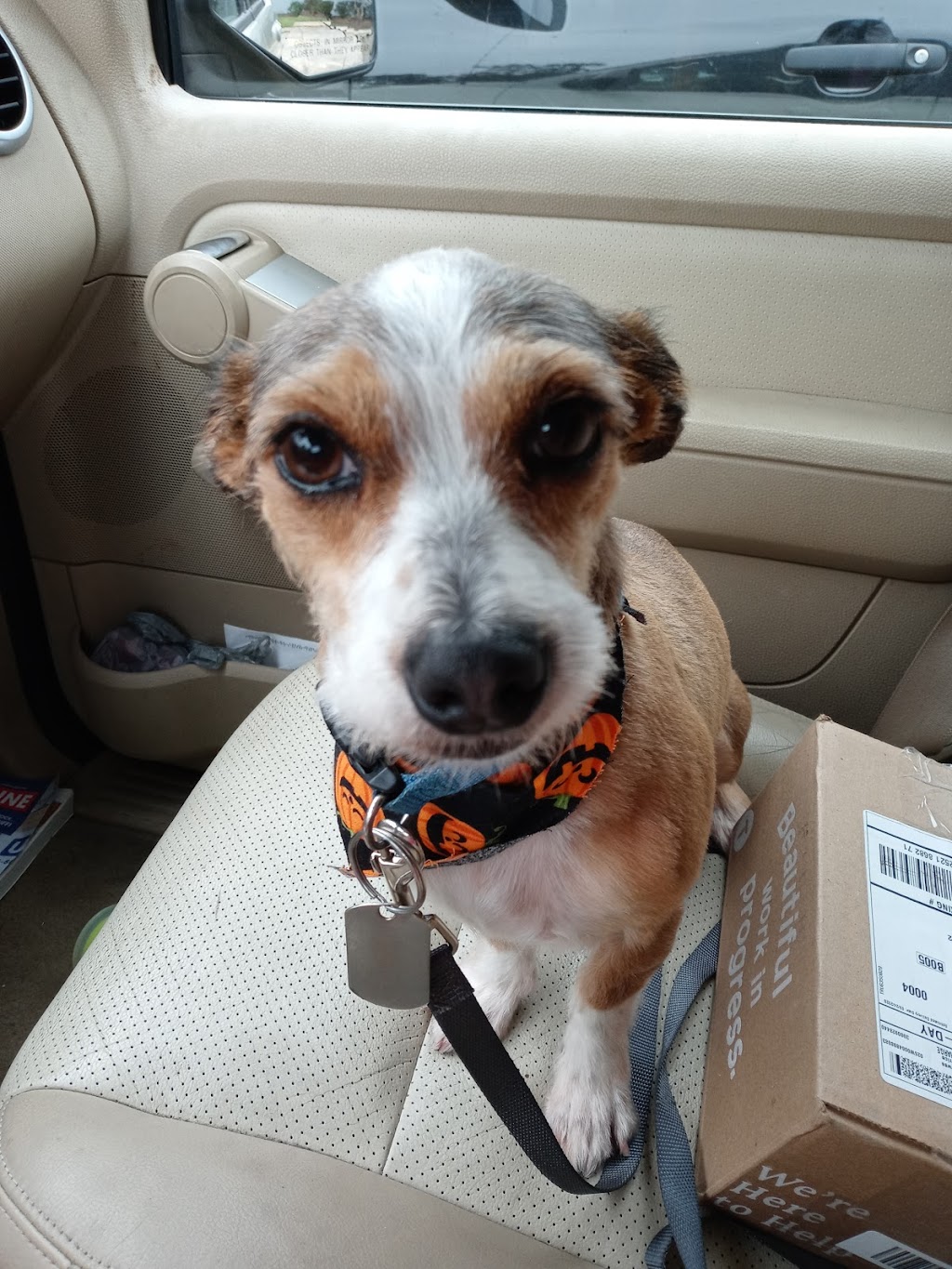 Lacombe Veterinary Hospital | 27351 North Highway 190, Lacombe, LA 70445, USA | Phone: (985) 218-9798