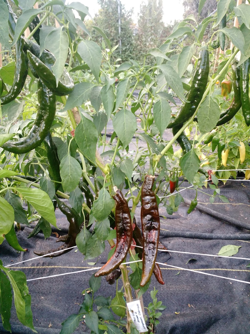 Second Start Community Garden | 89 11th Ave, Longmont, CO 80501, USA | Phone: (720) 340-3455