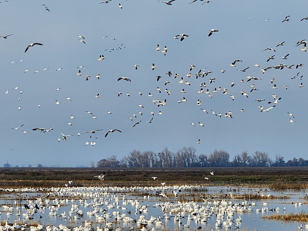 Merced National Wildlife Refuge | 7430 W Sandy Mush Rd, Merced, CA 95341, USA | Phone: (209) 826-3508