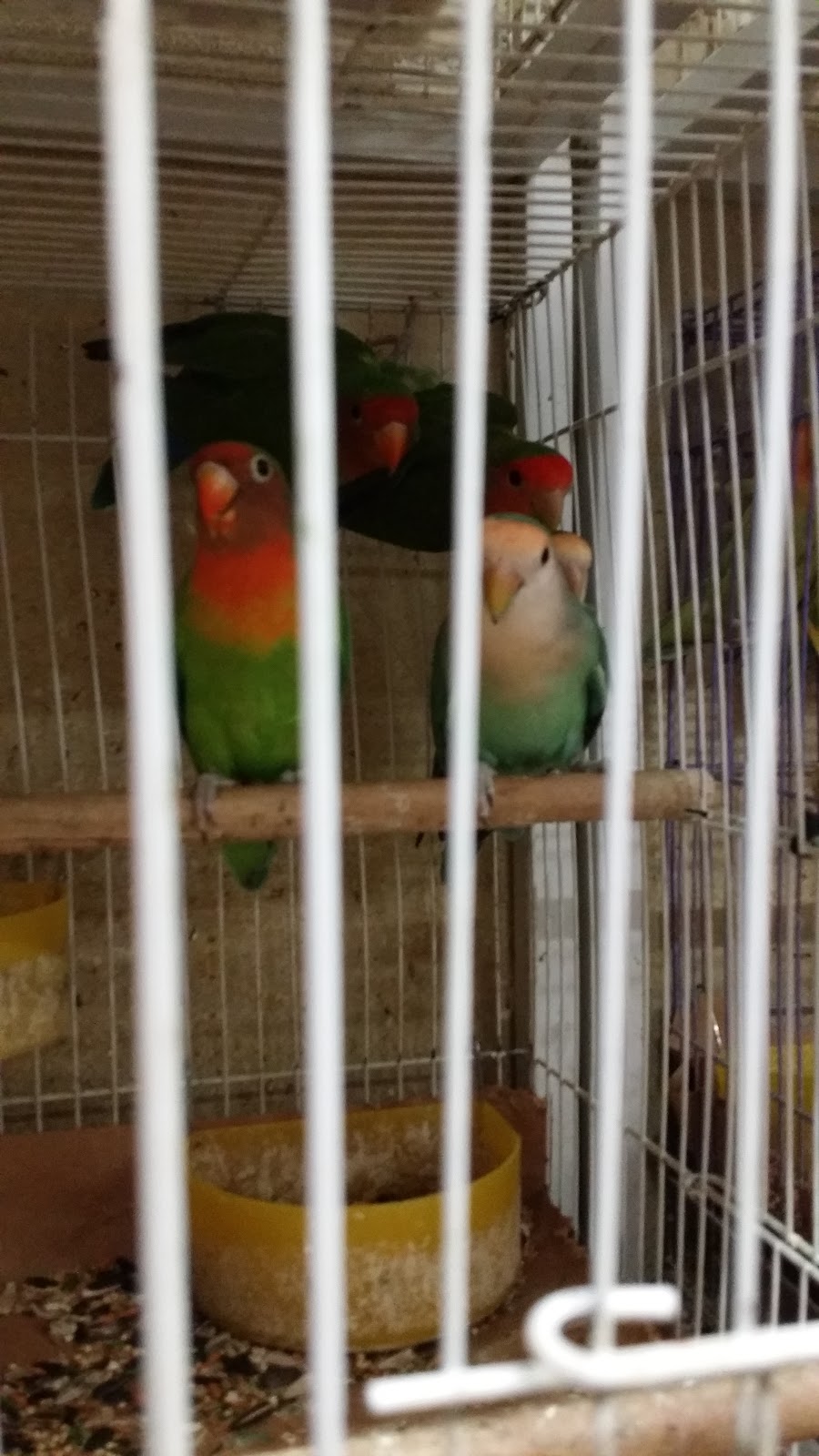 Villas Pet Shop | 10508 E Garvey Ave, El Monte, CA 91733, USA | Phone: (323) 482-6278