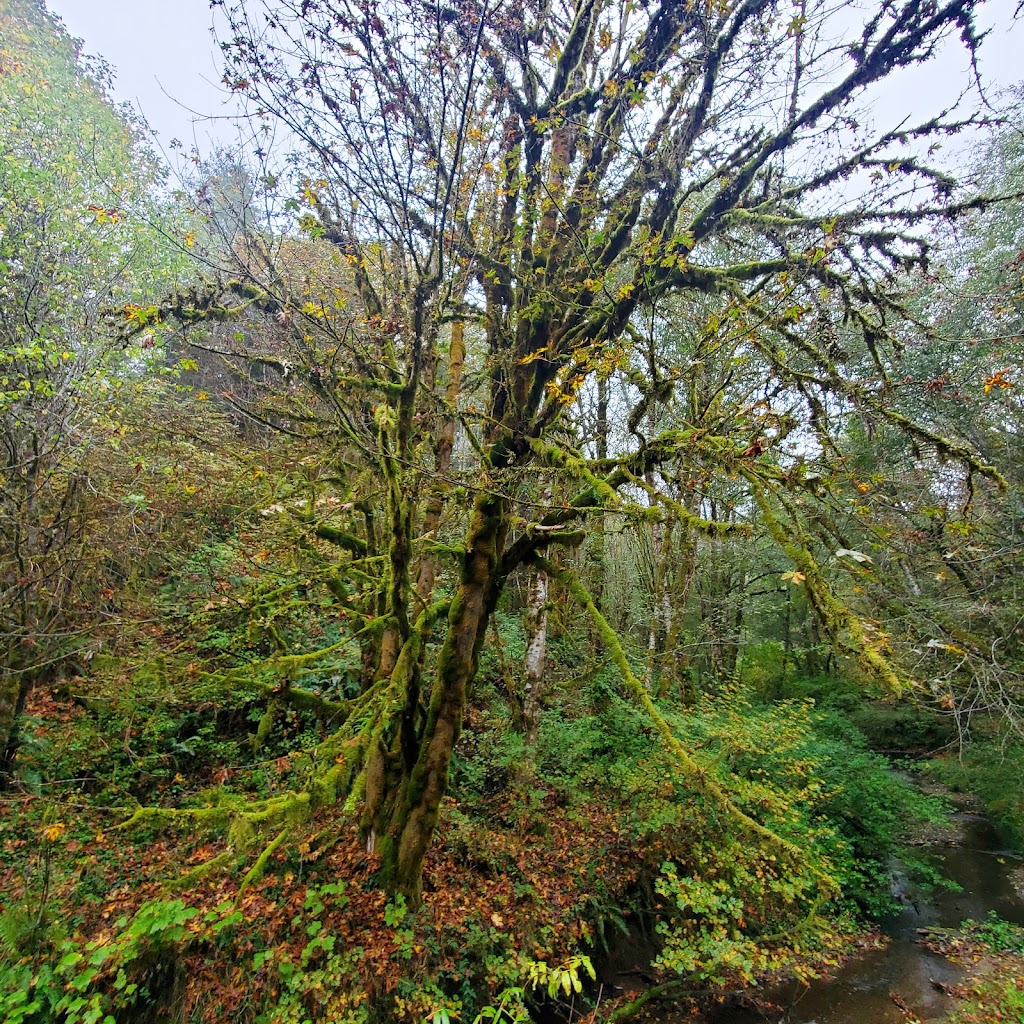 Chapman Landing Trailhead - CZ Trail | Unnamed Road, Scappoose, OR 97056 | Phone: (503) 543-7146