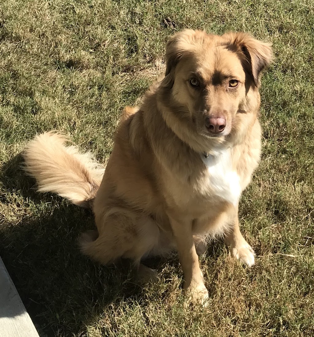 Parker Sitting - North Texas Dog Sitter | 1418 Feather Crest Dr, Krum, TX 76249, USA | Phone: (940) 255-1675