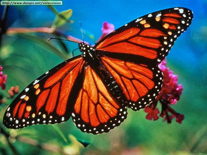 Mariposario Le Papillon Tijuana | Corredor 2000 km, 21400 Tijuana, B.C., Mexico | Phone: 664 264 9028