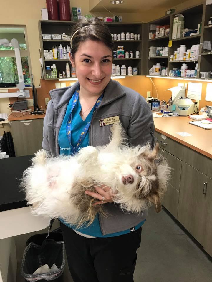 Companion Animal Wellness Center | 16404 Lemolo Shore Dr NE, Poulsbo, WA 98370, USA | Phone: (360) 779-6534 Companion Animal Wellness Center | 16404 Lemolo Shore Dr NE, Poulsbo, WA 98370, USA | Phone: (360) 779-6534