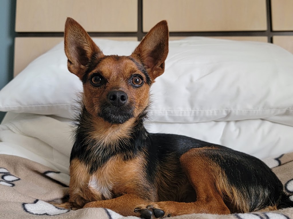 Fur-Ever Friends Animal Hospital / Canine Castaways | 1432 Wayne Rd, Arcadia, FL 34266, USA | Phone: (863) 458-7686