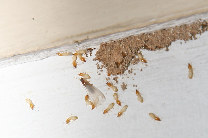 Phoenix Pest & Termite Control | 2911 N 26th Ave, Phoenix, AZ 85017, USA | Phone: (602) 252-4212