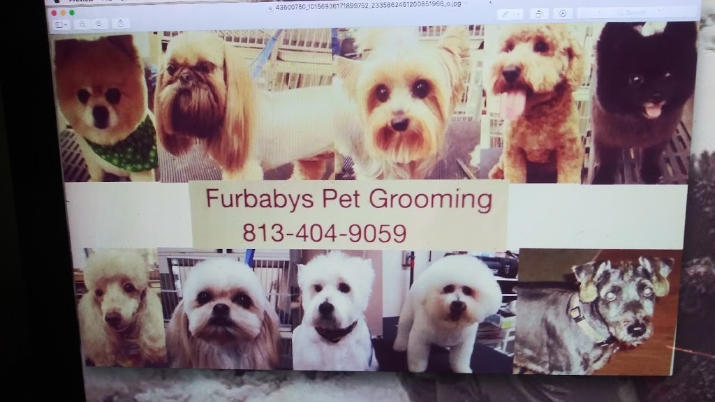 Furbabyspetgrooming | 8410 N Hickory Ln, Riverview, FL 33578, USA | Phone: (813) 404-9059