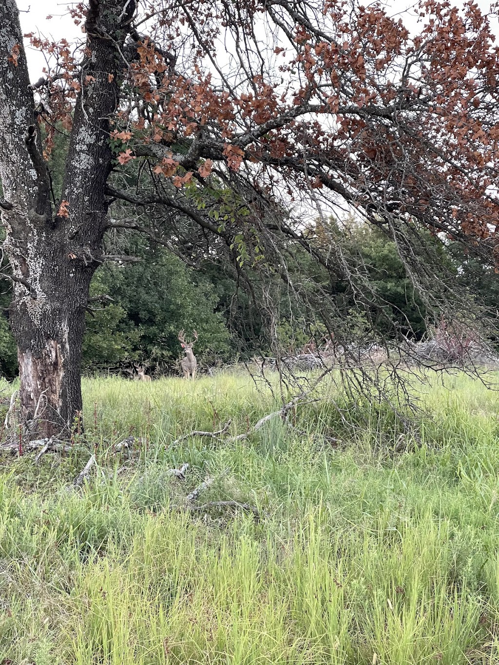 Riverbend Trophy Whitetails | 3616 Boston Pool Rd, Hominy, OK 74035, USA | Phone: (918) 430-5484