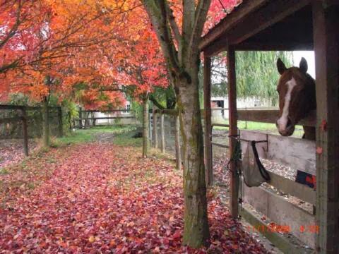 Cornerstone Horsemanship | 610 NW 289th St, Ridgefield, WA 98642, USA | Phone: (360) 600-9566