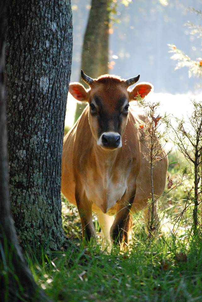 Bull City Farm | 5315 Isham Chambers Rd, Rougemont, NC 27572, USA | Phone: (919) 477-6684