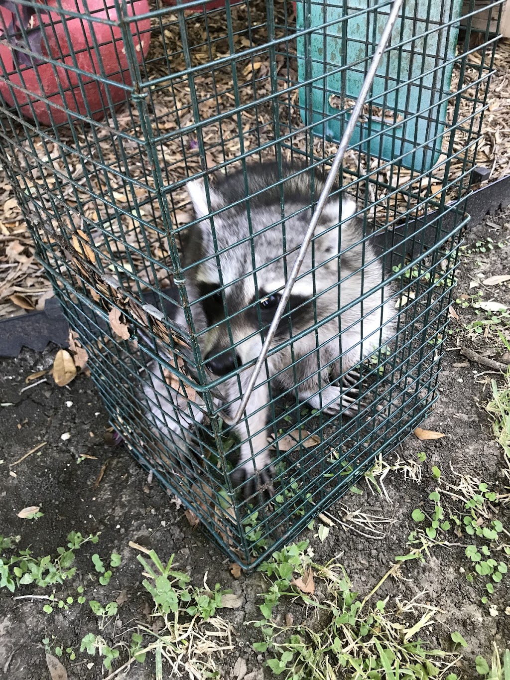 Frisco Raccoon Removal LLC | 2839 W Eldorado Pkwy, Frisco, TX 75033, USA | Phone: (469) 827-8444