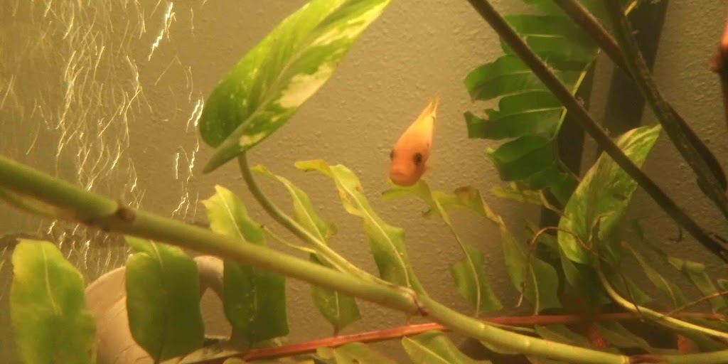 Florida Fish Rescue | 14350 NW 77th Ave, Trenton, FL 32693, USA | Phone: (727) 351-2734