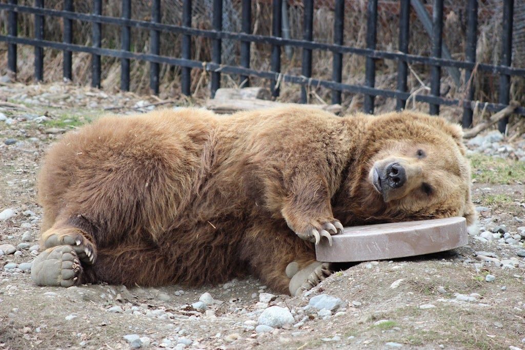 Brown Bear Exhibit | 4731 OMalley Rd, Anchorage, AK 99507, USA | Phone: (907) 346-2133