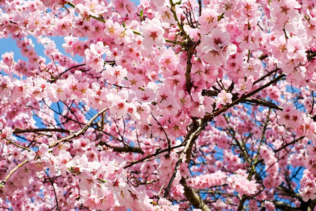 Cherry Blossom Health & Wellness Gut Health/Weight loss | 301 Hutchison St, Vista, CA 92084, USA | Phone: (732) 895-7996