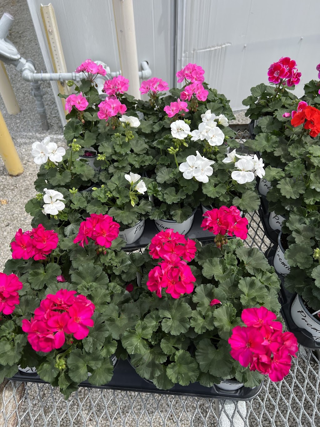 Rush Garden Center Greenhouse | 30617 Henry Ruff Rd #2025, Romulus, MI 48174, USA | Phone: (734) 721-7874