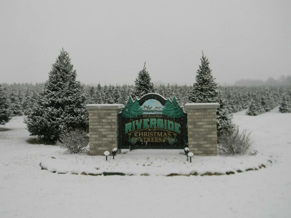 Riverside Christmas Trees | 982 Canal Rd, Marshall, WI 53559, USA | Phone: (608) 334-4257