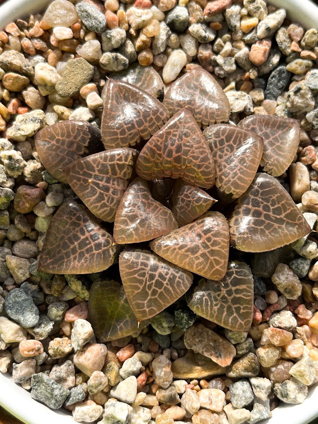 Midwest Haworthia Foundation | 7326 S 183rd St, Omaha, NE 68136, USA | Phone: (402) 705-4071