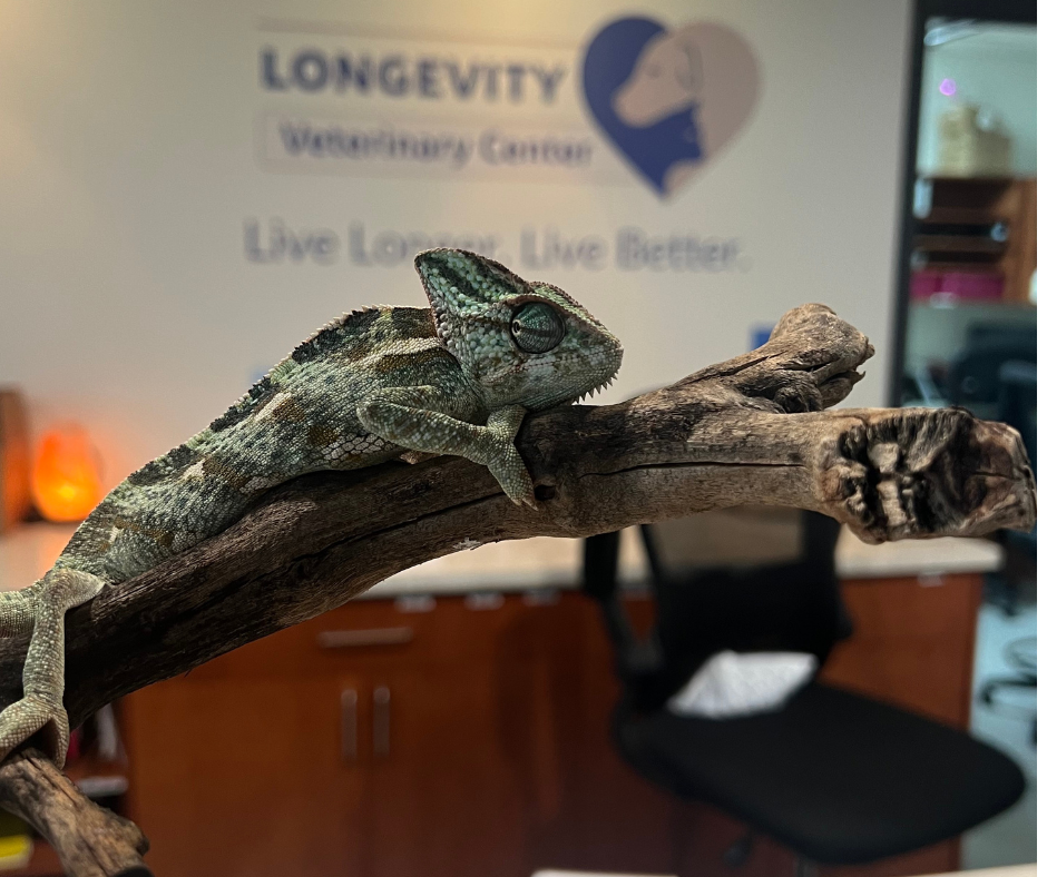 Longevity Veterinary Center | 265 NJ-10 East, Whippany, NJ 07981, USA | Phone: (973) 606-1101