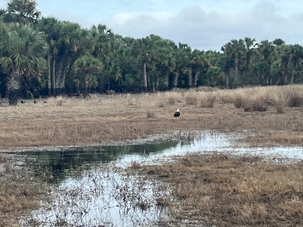 St Johns River Airboat Tour, LLC | 28500 E Colonial Dr, Christmas, FL 32709, USA | Phone: (321) 615-8999