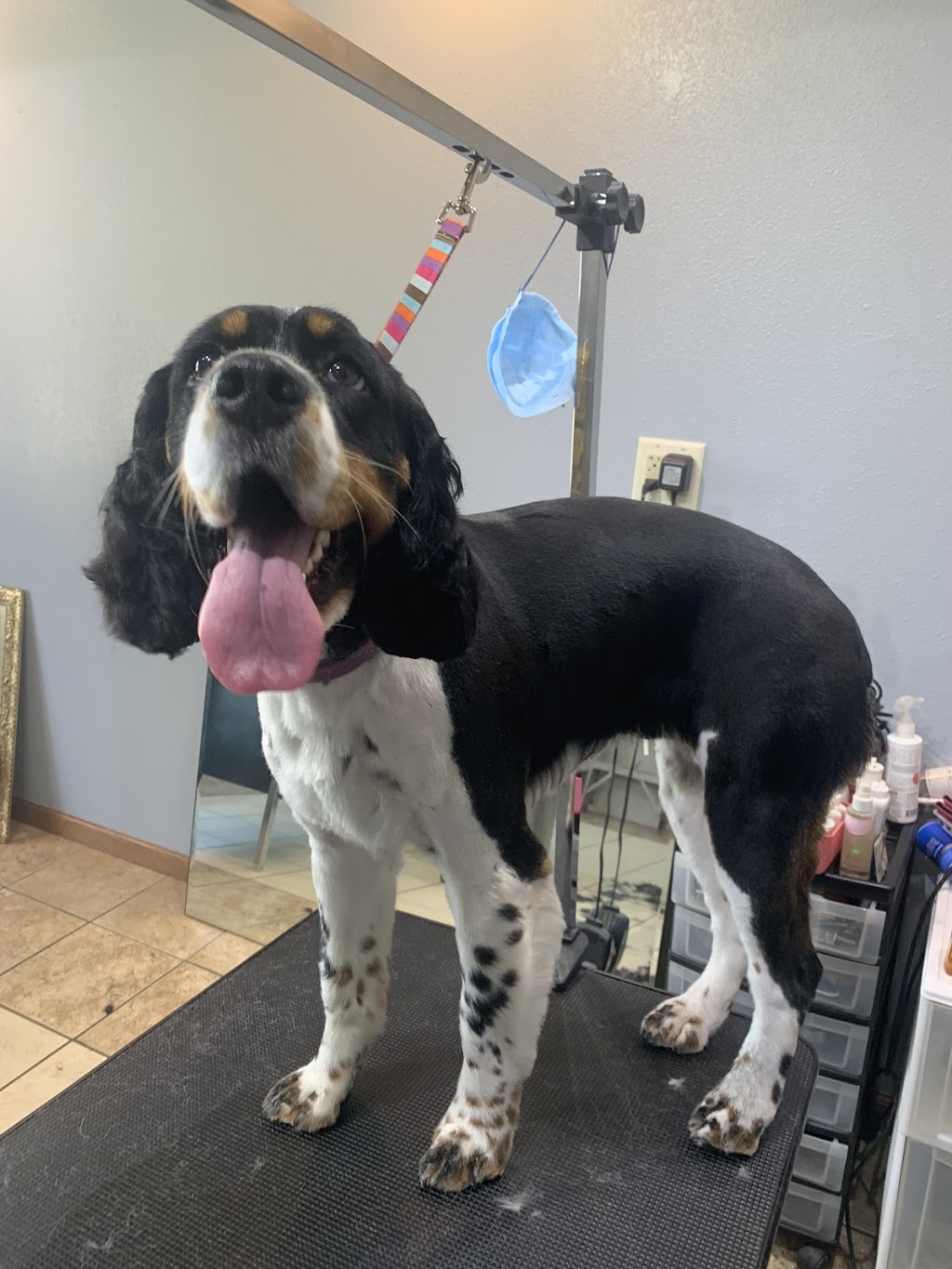 All Around Grooming LLC | 115 Main St, Kewaskum, WI 53040, USA | Phone: (262) 305-4883