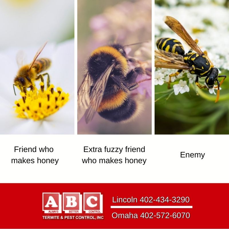 ABC Termite & Pest Control | 11075 S 204th St, Gretna, NE 68028, USA | Phone: (402) 572-6070