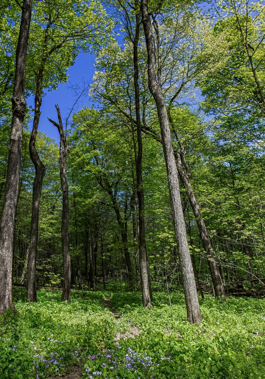 Abrahams Woods State Natural Area | W2379 Oliver Rd, Albany, WI 53502, USA | Phone: (608) 266-0394