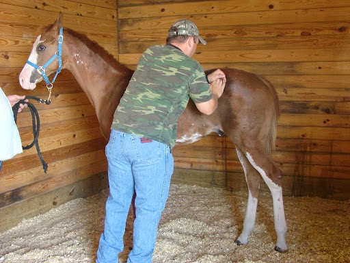 Postrach Family & Equine Chiropractic | 118 S 5th St, Collinsville, OK 74021, USA | Phone: (918) 637-9687