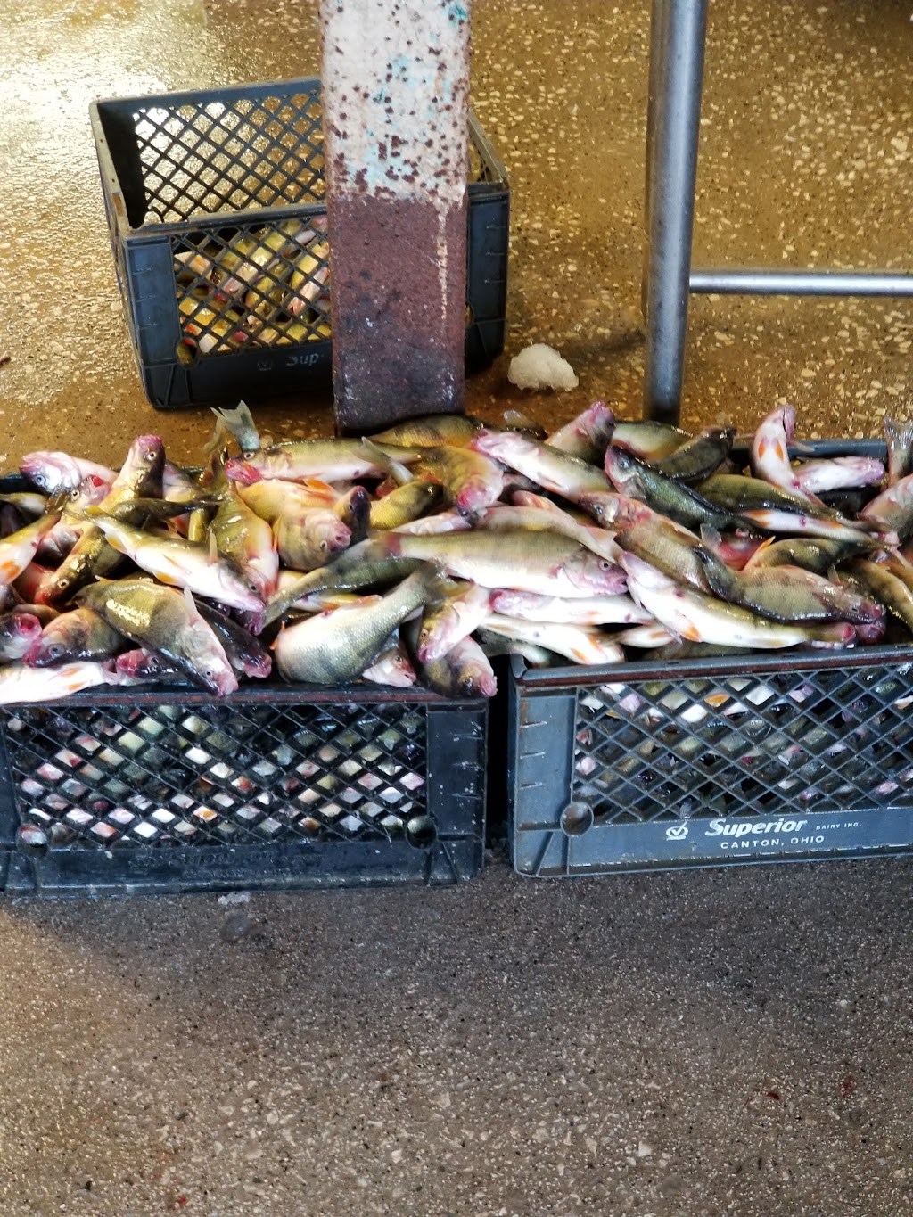 Al Szuch Fishery-Live Bait | 10950 Corduroy, Curtice, OH 43412, USA | Phone: (419) 836-5264